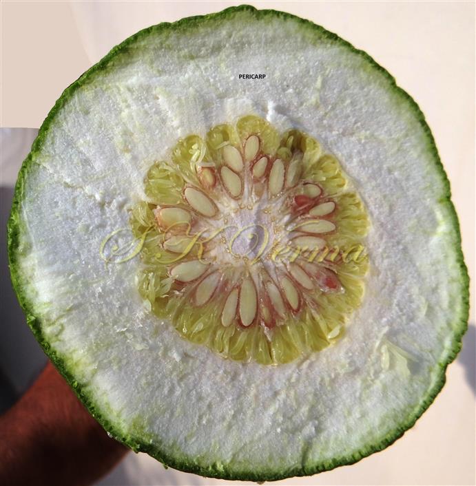  Fruit T.S.